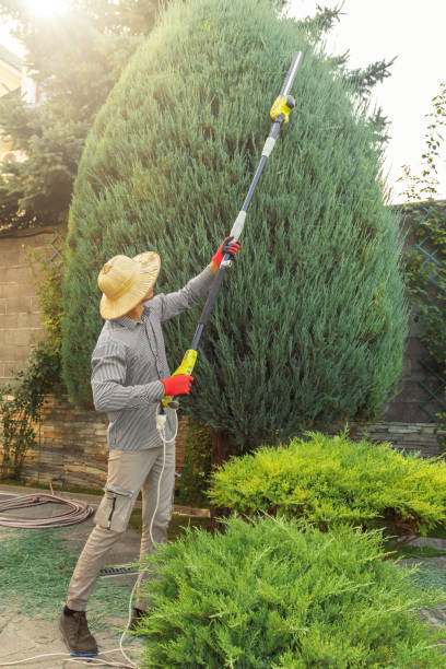 Best Commercial Tree Services  in Lmyra, PA